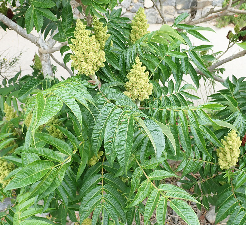 Rhus typhina #76956