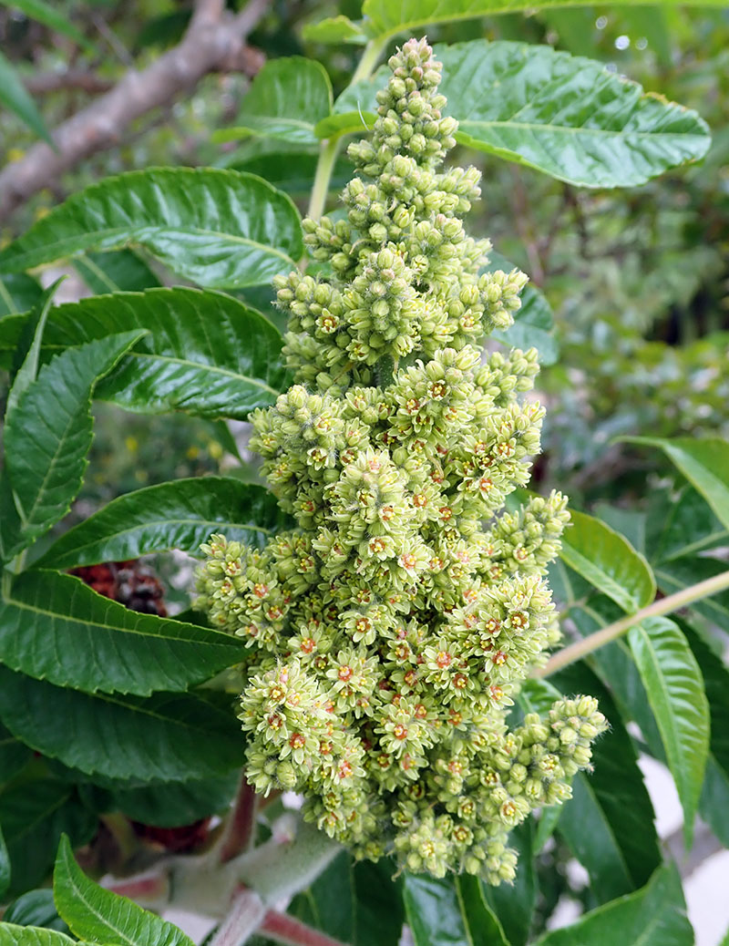 Rhus typhina #76958