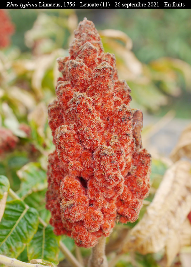 Rhus typhina #76962