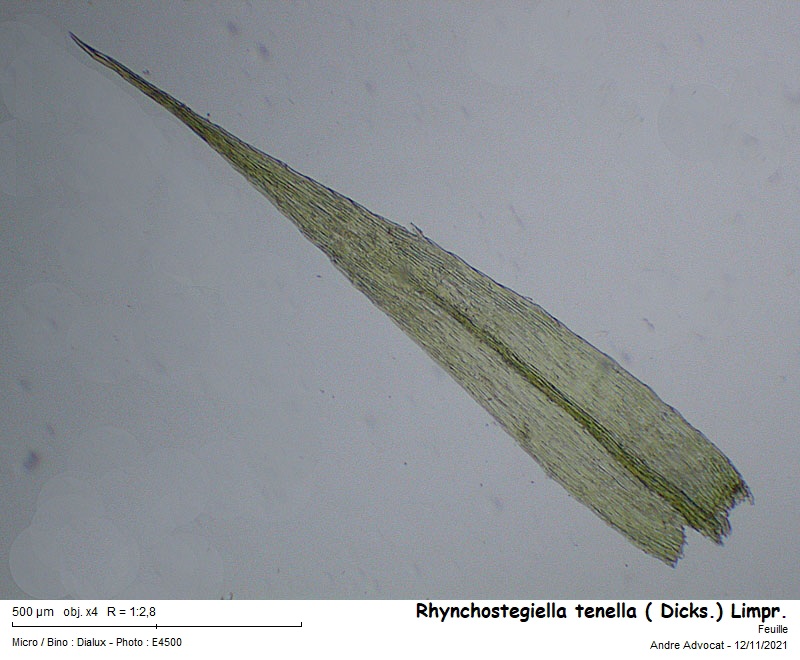 Rhynchostegiella tenella ( Dicks.) Limpr. #68584