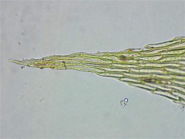 Rhynchostegium confertum (Dicks.) Schimp. #61905