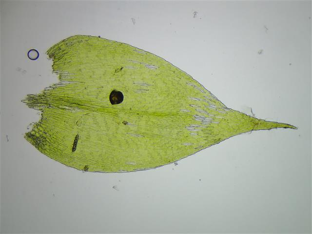 Rhynchostegium confertum (Dicks.) Schimp. #61904