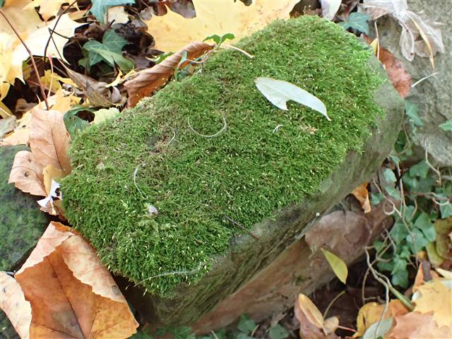 Rhynchostegium confertum (Dicks.) Schimp. #61902