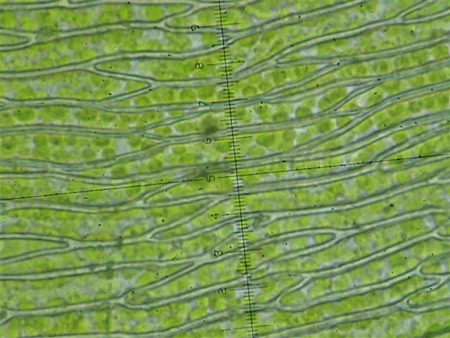 Rhynchostegium murale (Hedw.) Schimp. #65510