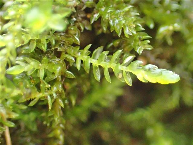 Rhynchostegium murale (Hedw.) Schimp. #65506