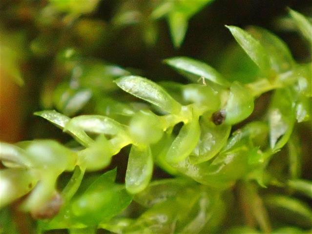 Rhynchostegium murale (Hedw.) Schimp. #65507
