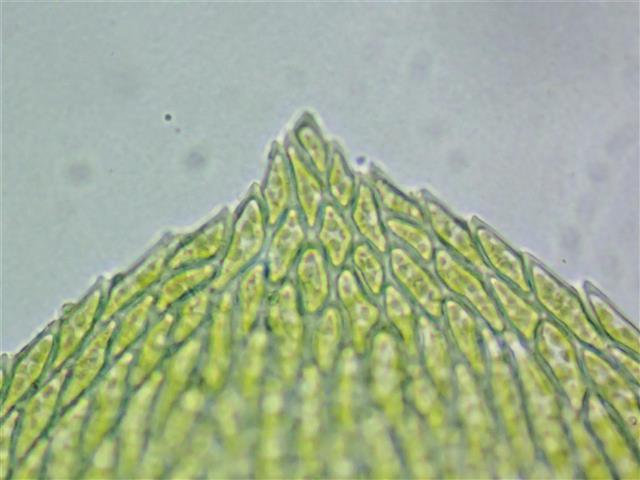 Rhynchostegium murale (Hedw.) Schimp. #65509