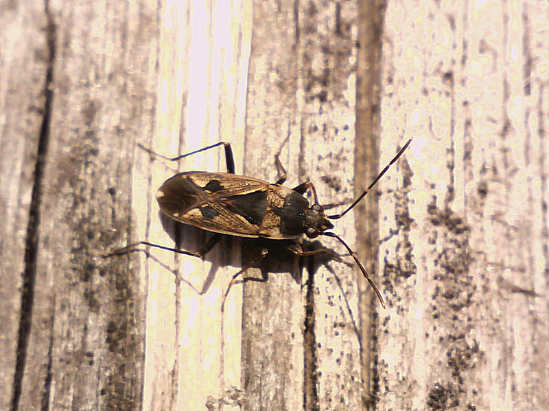 Rhyparochromus vulgaris #30653