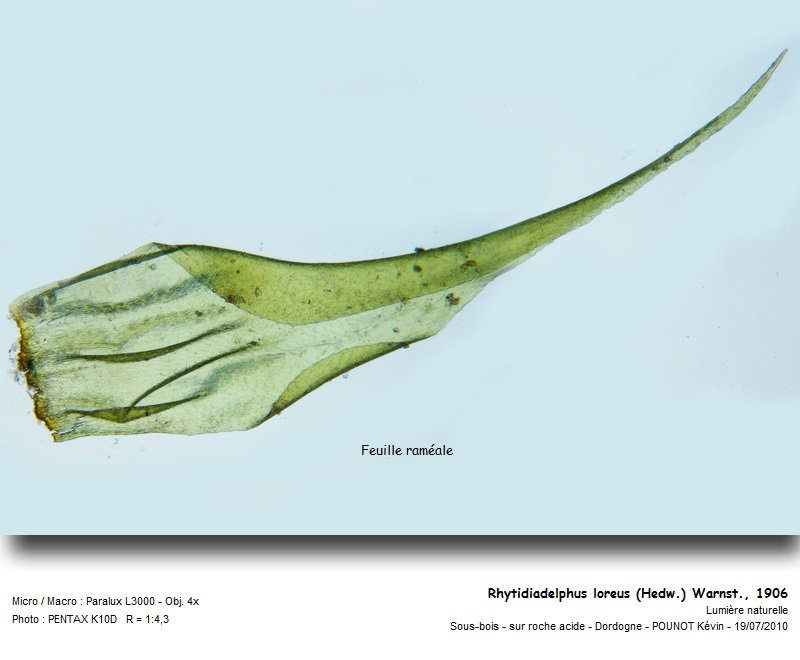 Rhytidiadelphus loreus (Hedw.) Warnst., 1906 #17178