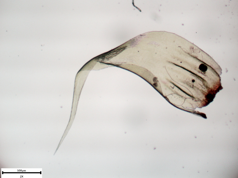 Rhytidiadelphus loreus (Hedw.) Warnst., 1906 #73104