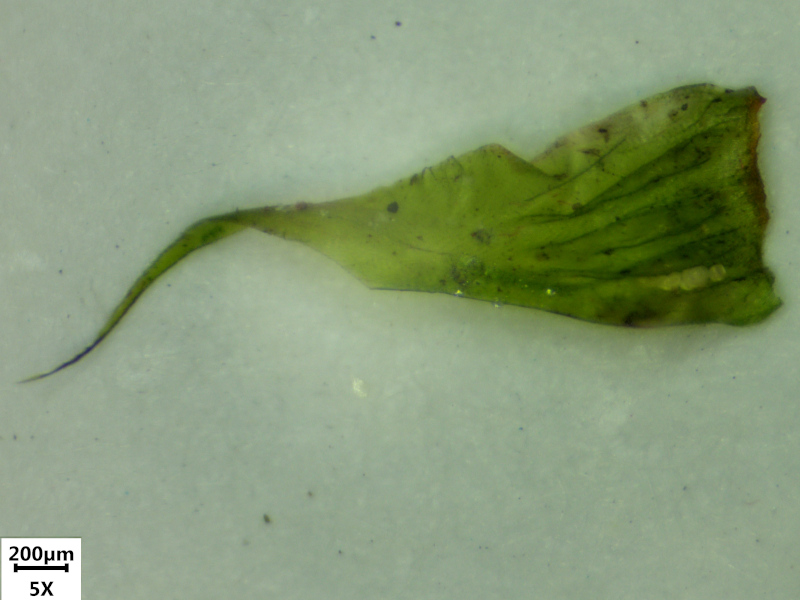 Rhytidiadelphus loreus (Hedw.) Warnst., 1906 #73102