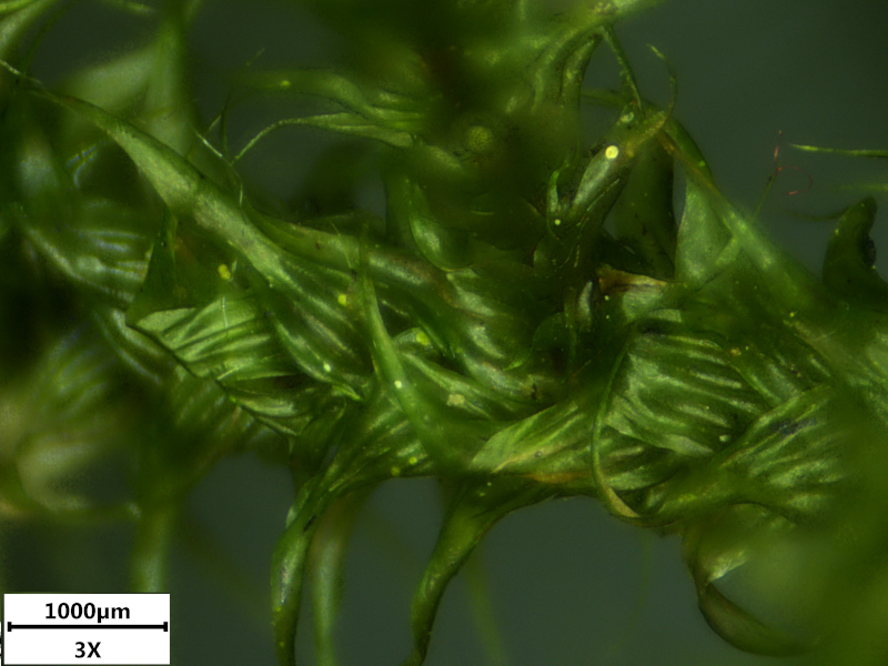 Rhytidiadelphus loreus (Hedw.) Warnst., 1906 #73099