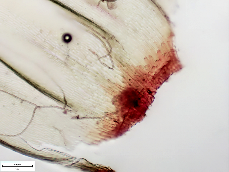 Rhytidiadelphus loreus (Hedw.) Warnst., 1906 #73105