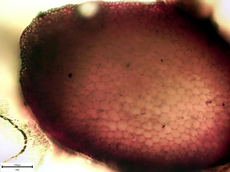Rhytidiadelphus loreus (Hedw.) Warnst., 1906 #73101