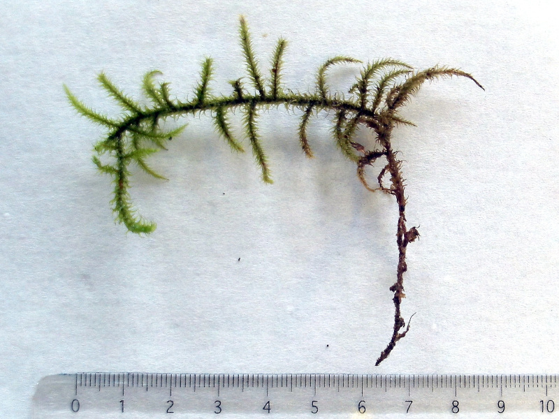 Rhytidiadelphus loreus (Hedw.) Warnst., 1906 #73097