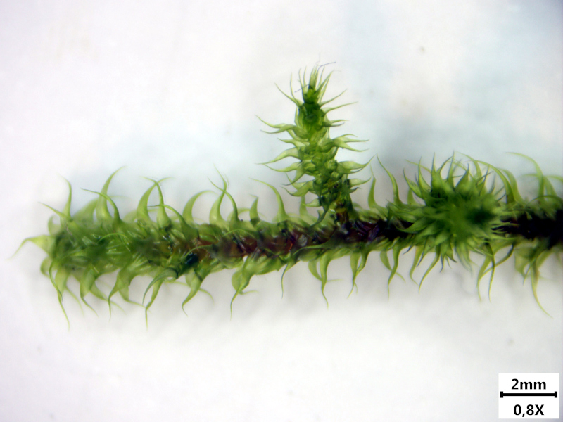 Rhytidiadelphus loreus (Hedw.) Warnst., 1906 #73098