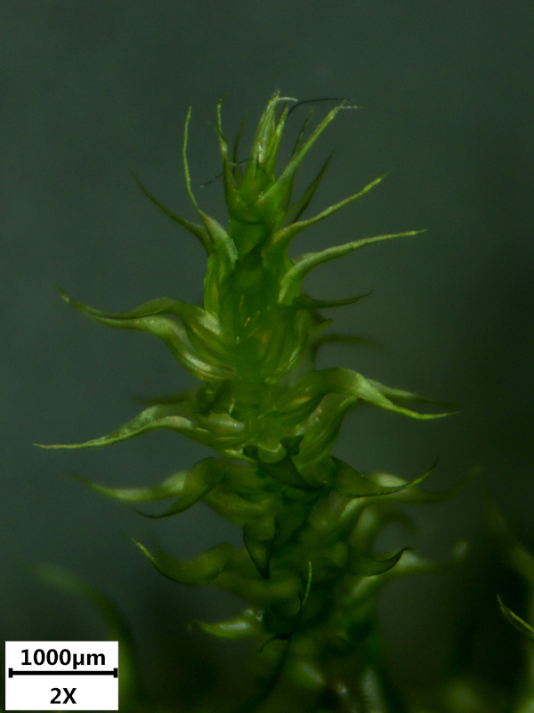 Rhytidiadelphus loreus (Hedw.) Warnst., 1906 #73100