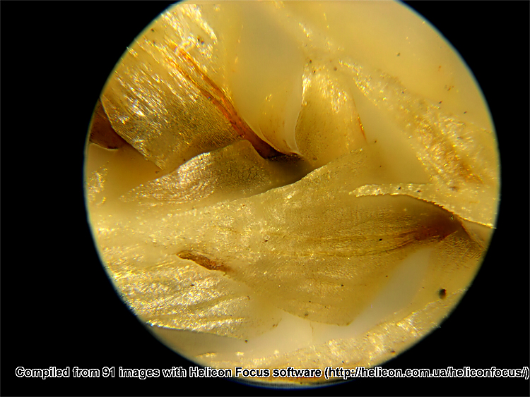 Rhytidiadelphus triquetrus (Hedwig) Warnstorf, 1906 #8440