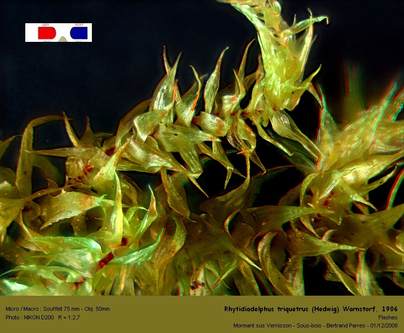 Rhytidiadelphus triquetrus (Hedwig) Warnstorf, 1906 #8437