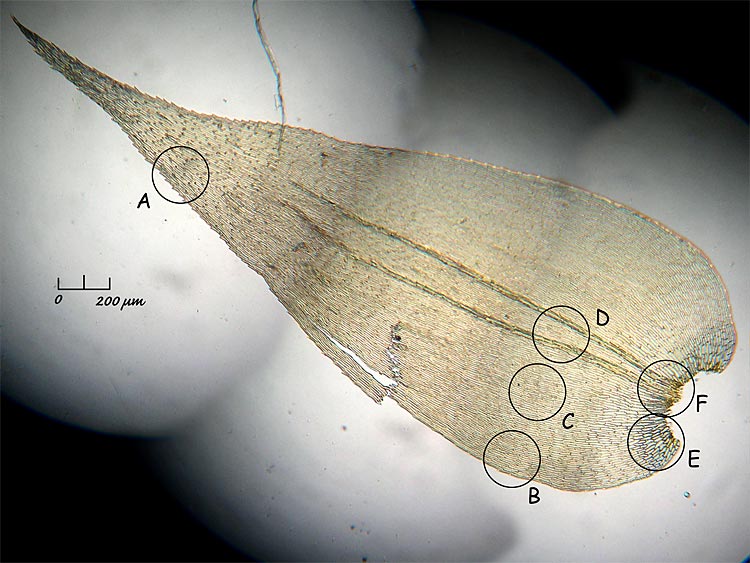 Rhytidiadelphus triquetrus (Hedwig) Warnstorf, 1906 #8441