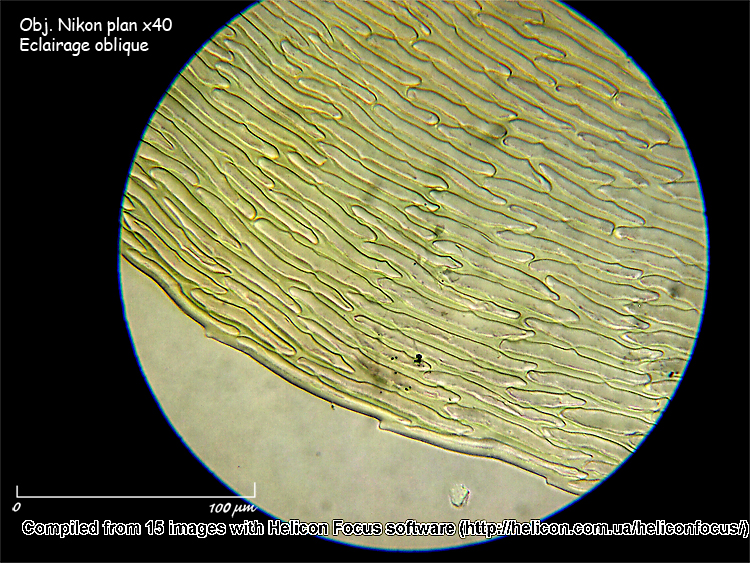 Rhytidiadelphus triquetrus (Hedwig) Warnstorf, 1906 #8443