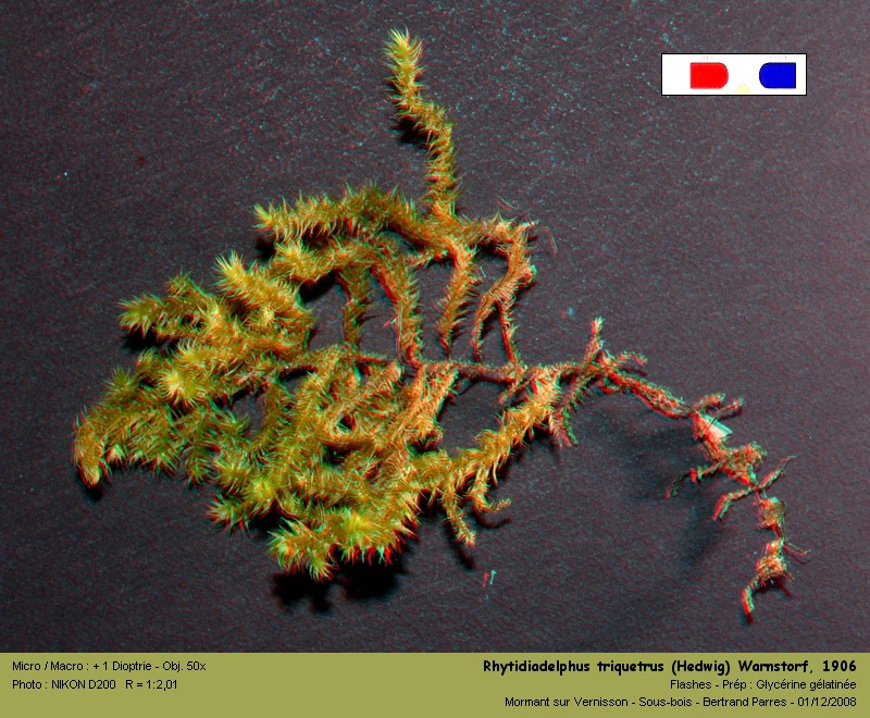 Rhytidiadelphus triquetrus (Hedwig) Warnstorf, 1906 #8436