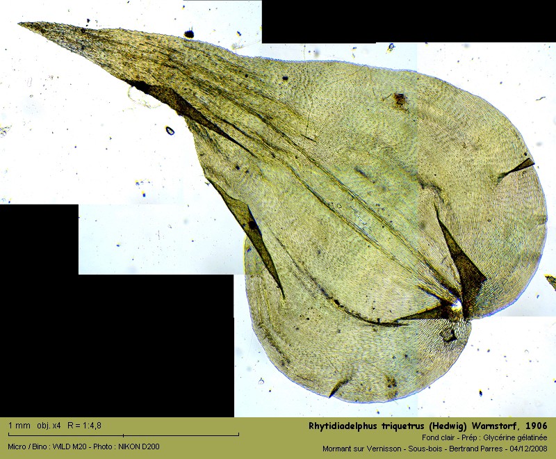 Rhytidiadelphus triquetrus (Hedwig) Warnstorf, 1906 #8453