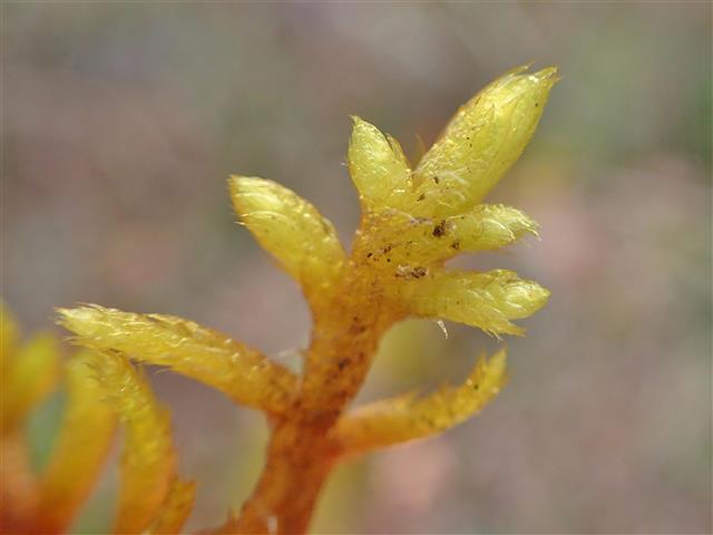 Rhytidium rugosum (Hedw.) Kindb. #62289