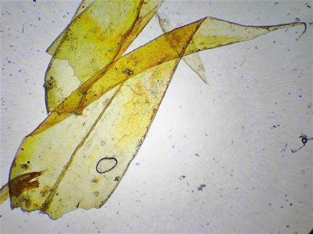 Rhytidium rugosum (Hedw.) Kindb. #62290