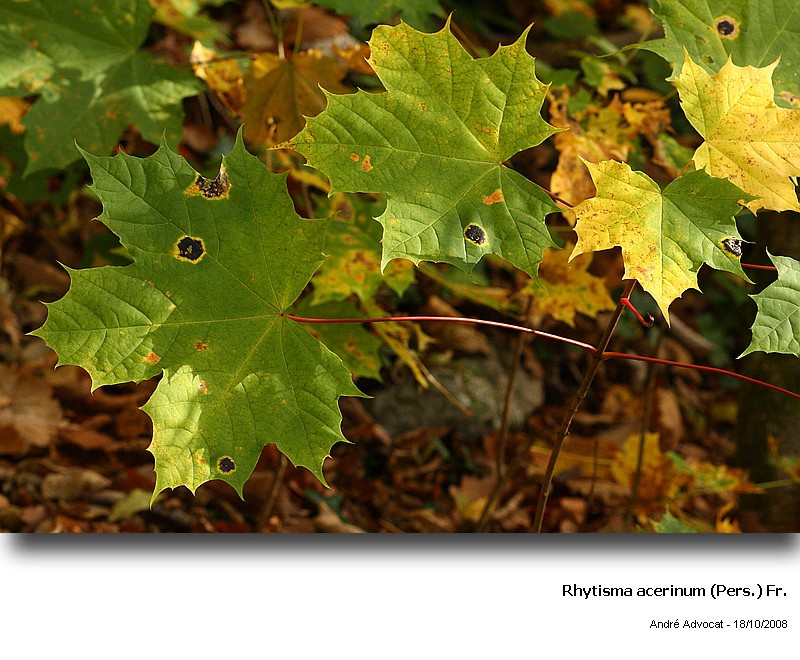 Rhytisma acerinum (Pers.) Fr. (Tâche goudronneuse érable) #6192