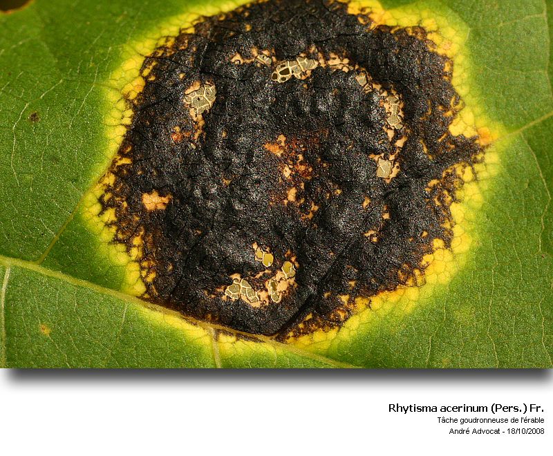 Rhytisma acerinum (Pers.) Fr. (Tâche goudronneuse érable) #6193