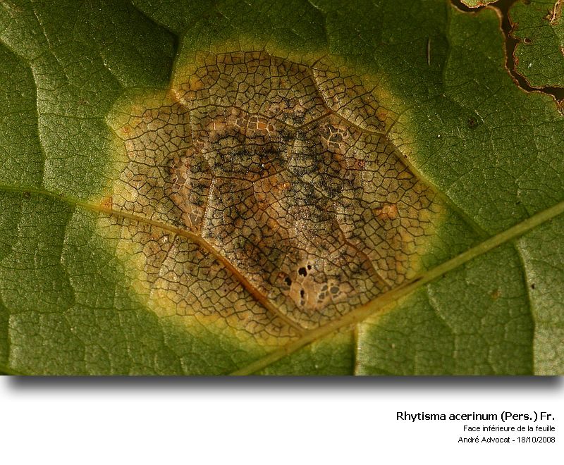 Rhytisma acerinum (Pers.) Fr. (Tâche goudronneuse érable) #6194