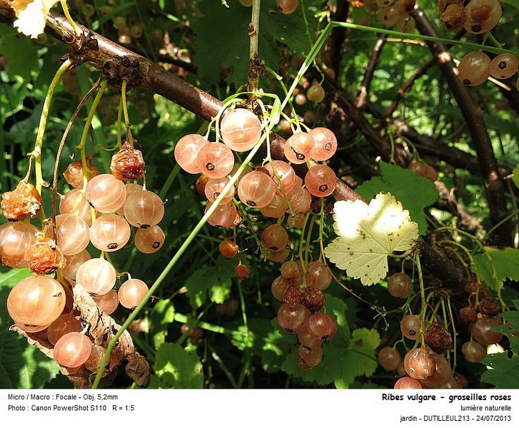 Ribes vulgare - Groseilles roses et blanches #32884
