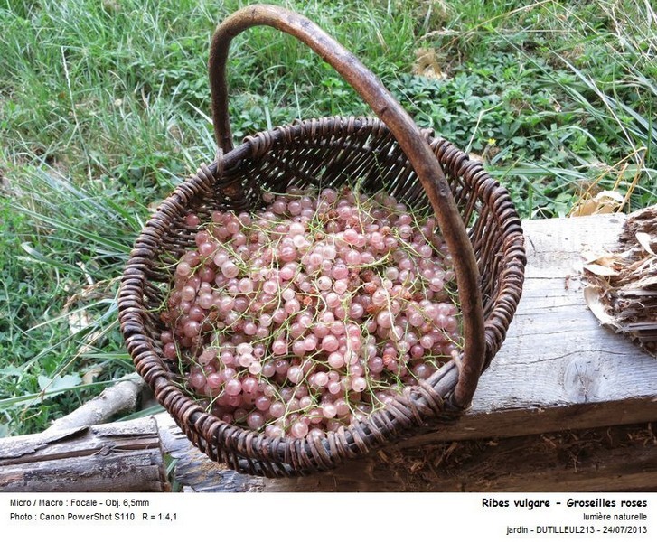 Ribes vulgare - Groseilles roses et blanches #32885