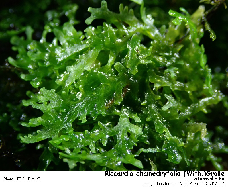 Riccardia chamedryfolia (With.)Grolle #81090