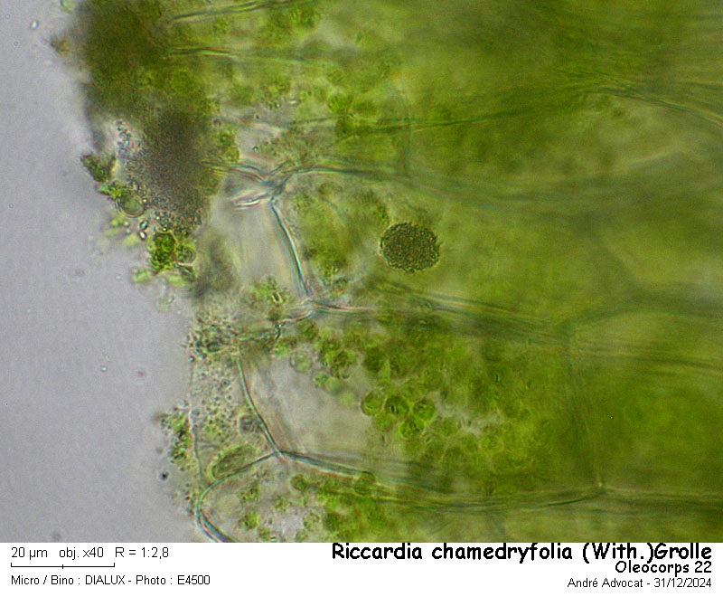 Riccardia chamedryfolia (With.)Grolle #81094