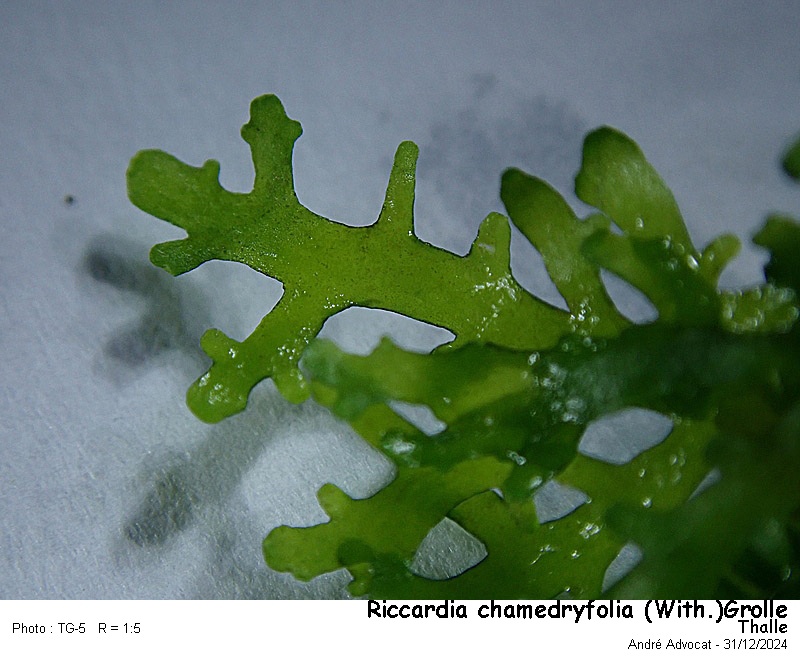 Riccardia chamedryfolia (With.)Grolle #81091