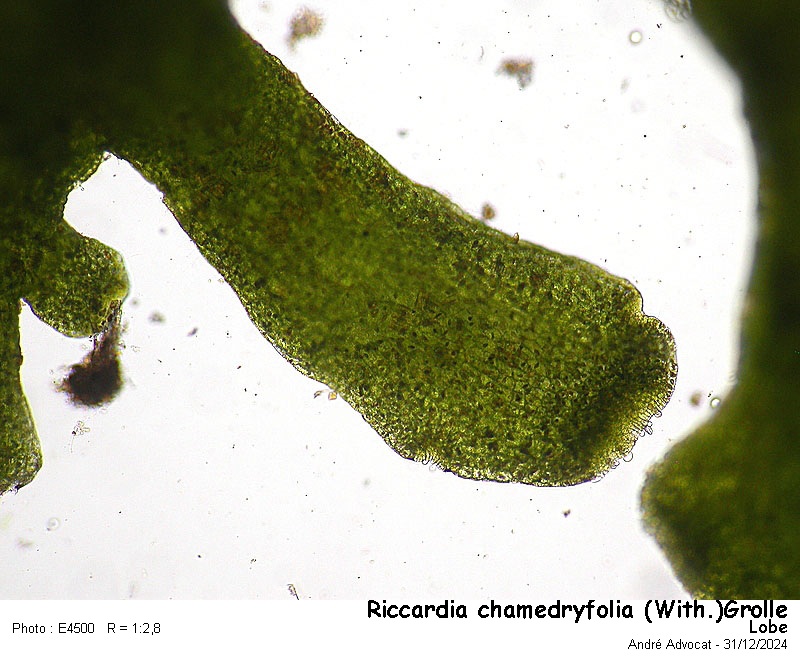 Riccardia chamedryfolia (With.)Grolle #81092