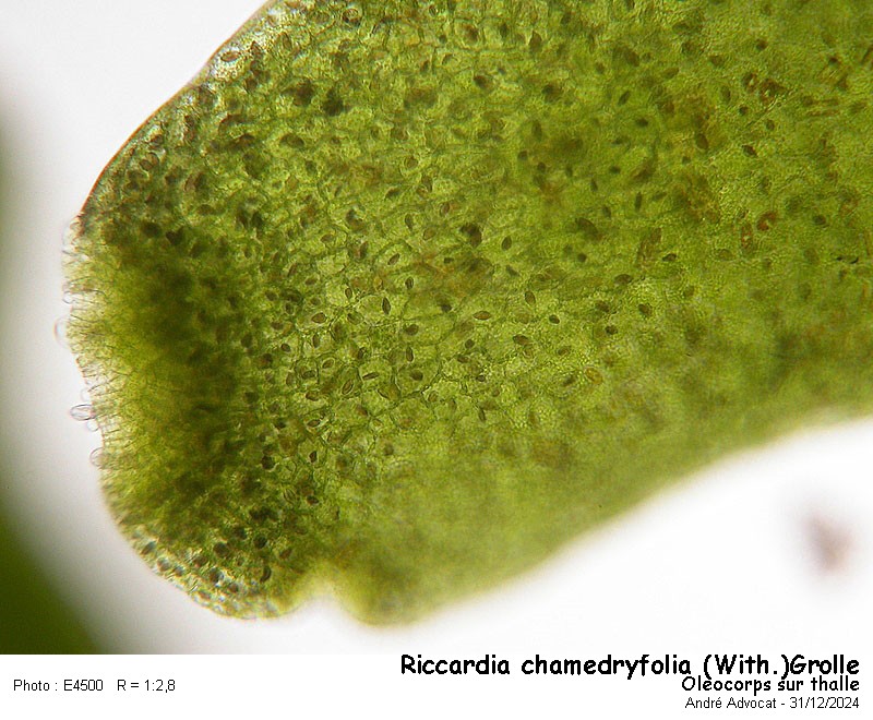 Riccardia chamedryfolia (With.)Grolle #81093
