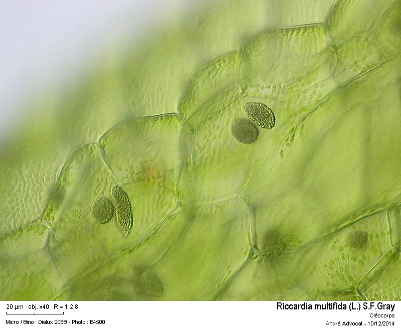 Riccardia multifida (L.) S.F.Gray #40010