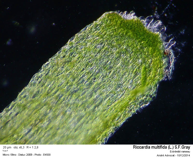 Riccardia multifida (L.) S.F.Gray #40013