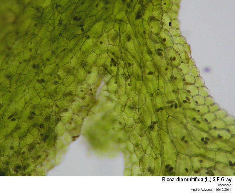 Riccardia multifida (L.) S.F.Gray #40009