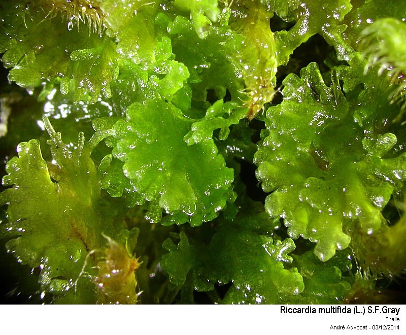 Riccardia multifida (L.) S.F.Gray #40008