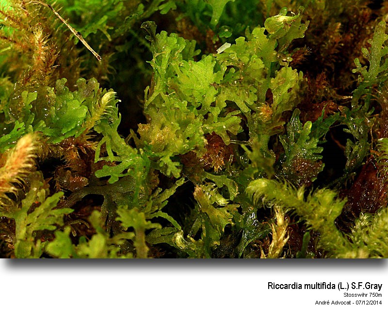 Riccardia multifida (L.) S.F.Gray #40003
