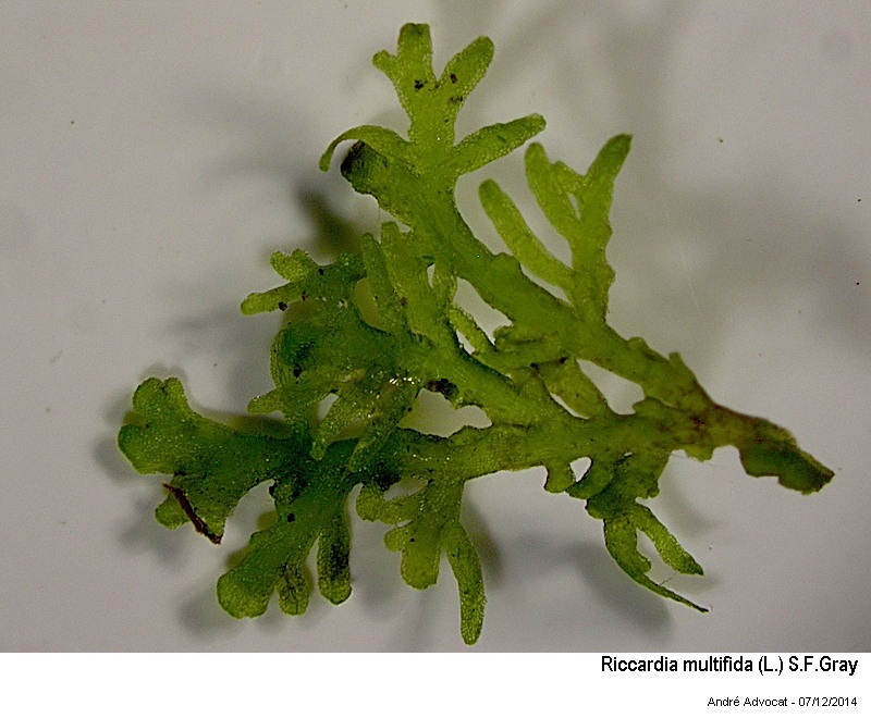 Riccardia multifida (L.) S.F.Gray #40004