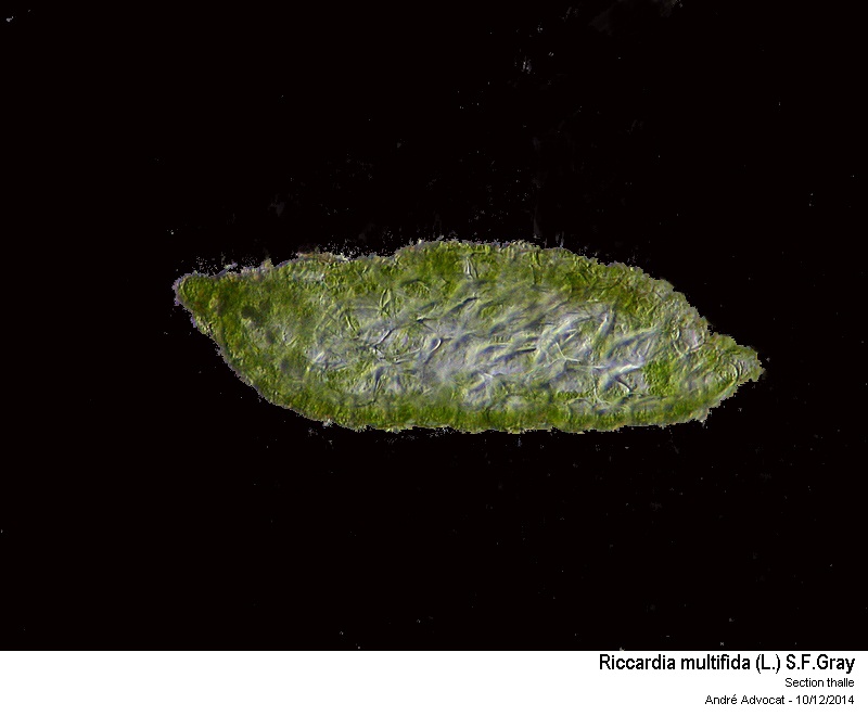 Riccardia multifida (L.) S.F.Gray #40012