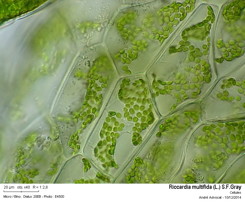Riccardia multifida (L.) S.F.Gray #40011