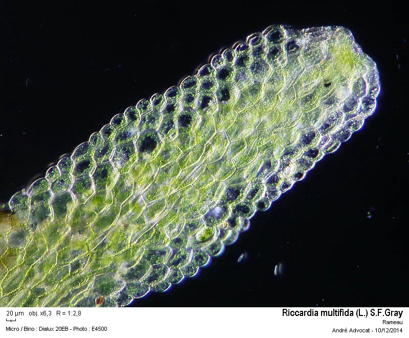 Riccardia multifida (L.) S.F.Gray #40006