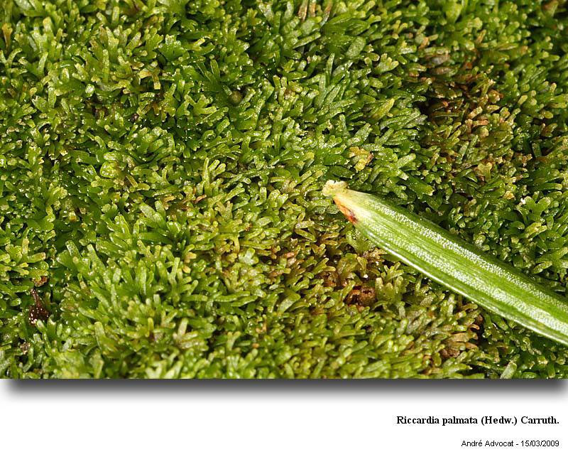 Riccardia palmata (Hedw.) Carruth. #40042