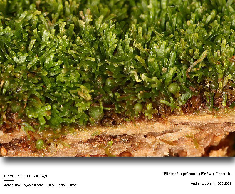Riccardia palmata (Hedw.) Carruth. #40043